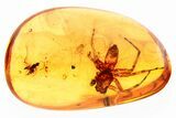 Detailed Fossil Jumping Spider (Salticidae) In Baltic Amber #307805-1